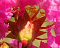 Lagerstroemia indica-petals