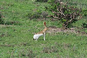 Lepus flavigularis.jpg