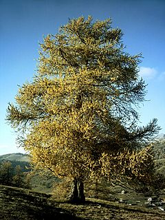 Mélèze en Automne.JPG