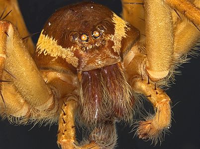 MA I394619 TePapa Dolomedes-dondalei-Vink full