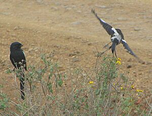 Magpie Shrikes, Serengeti