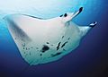 Manta alfredi cruising - journal.pone.0046170.g002A