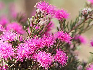 Melaleuca plumea (leaves, flowers).JPG