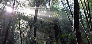 Mixed bamboo and semi-evergreen forest in Keo Seima Wildlife Sanctuary