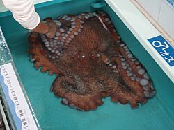 North Pacific Giant Octopus