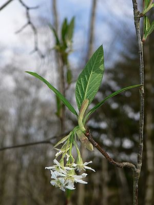 Oemleria cerasiformis 04012.JPG