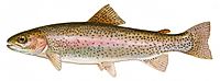 Drawing of steelhead trout