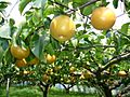 Pear-tree,katori-city,japan