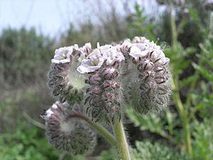 Phacelia cicutaria 001.jpg