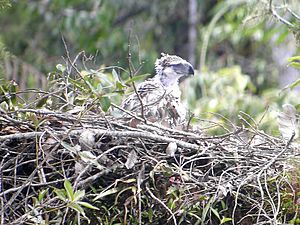 Philippine Eagle with nest