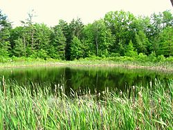 Pond, Tower Hill Botanic Garden