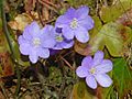 Ranuncolaceae - Anemone hepatica