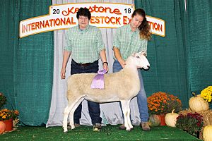 Reserve Champion Border Leicester Ewe (44234010195)