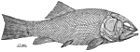 Robustichthys 1.jpg