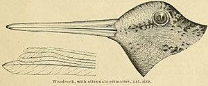 Scolopax minor 1891