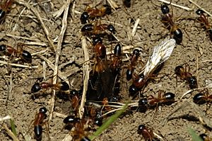 Shattuck 3401, Camponotus consobrinus nest, Canberra