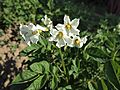 Solanum tuberosum Violette d'Auvergne.jpg