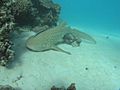 Stegostoma fasciatum ningaloo