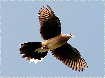 Streptopelia chinensis-flying