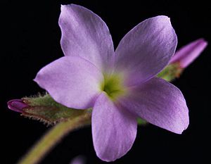 Suksdorfia violacea 1