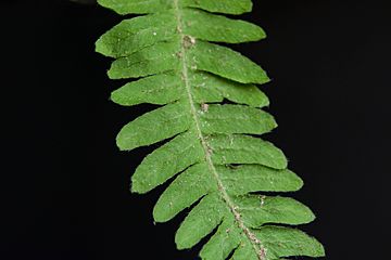 Thelypteris noveboracensis34