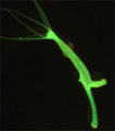 Transgenic hydra endo