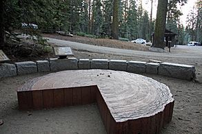 Tuolumne Grove Trailhead 04 (4245556948)