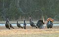 09-03 NFlaWildTurkeys