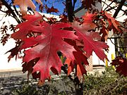 2014-10-30 10 49 37 Red Oak foliage during autumn on Farrell Avenue in Ewing, New Jersey