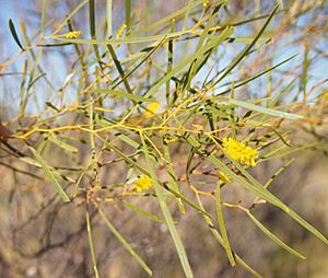 Acacia ancistrocarpa leaves