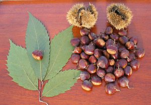 American Chestnut.JPG