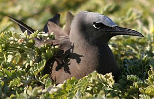 Anous stolidus nesting cropped