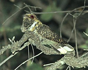 Antrostomus arizonae.jpg