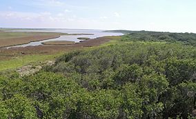 Aransas national wildlife refuge1.jpg