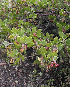 Arctostaphylosrudis.jpg