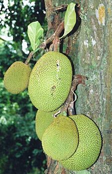 Artocarpus heterophyllus fruits at tree.jpg