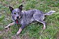 Australian blue cattle dog 04