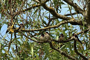 Barn swallow (Hirundo rustica rustica) juveniles