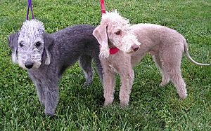 Bedlington Terriers