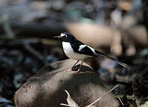 Black-backed forktail (16807008853).jpg