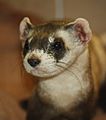 Black-footed Ferret 001