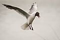 Black headed gull