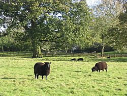 Black sheep Herriard Estate