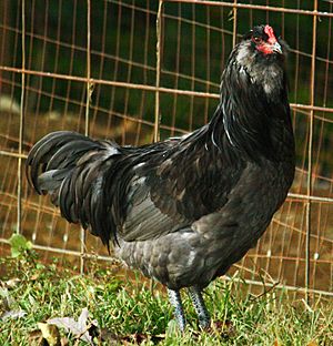 Blue Ameraucana Cock.jpg