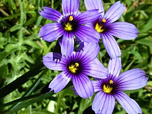 Blue Eyed Grass, Bay Area