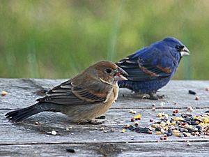 Blue Grosbeak RWD4