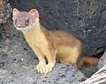 Bridled weasel.jpg