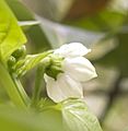 Capsicum Annum Flower Closeup