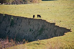 CattleCañada Larga