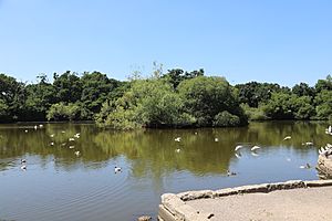 Cemetery lake southampton common 2018